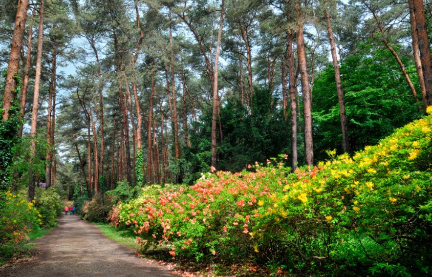 Jeli Arboretum Nature Reserve, Hungary, Hungary